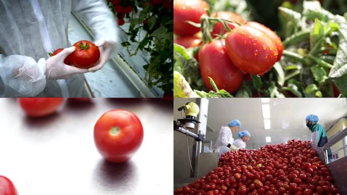 番茄 西红柿 丰收 高端西红柿