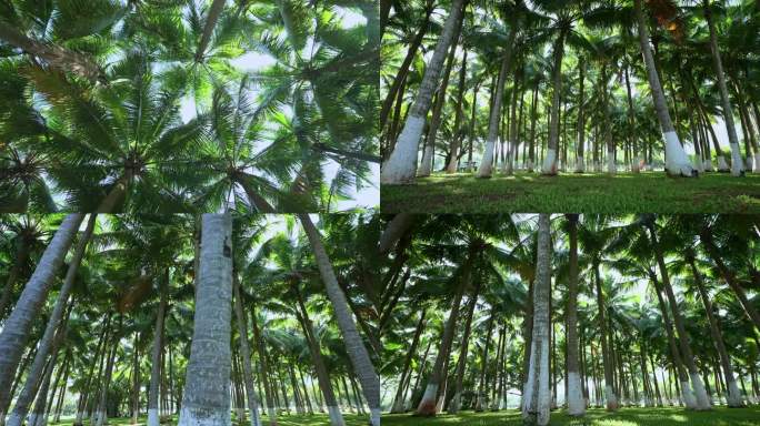 海南椰树林