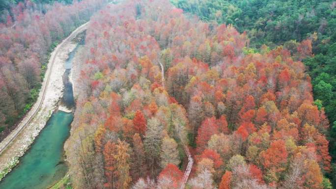 临海牛头山水库库区广营红杉林航拍视频