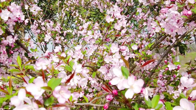 蜂蜜合集