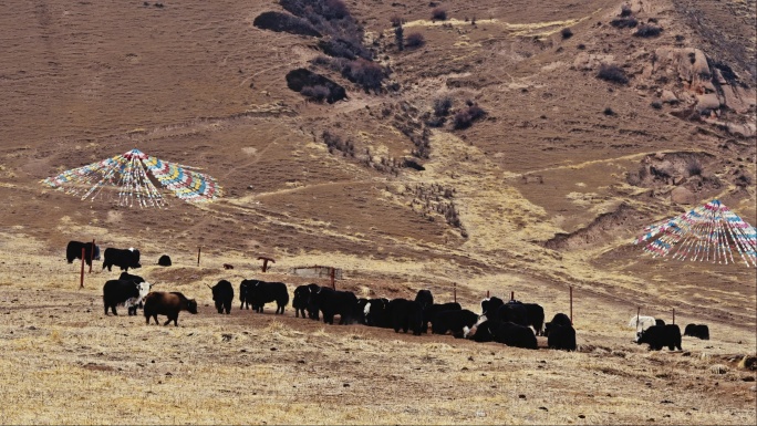 冬季草原上散养的牛群