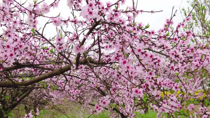 花朵合集