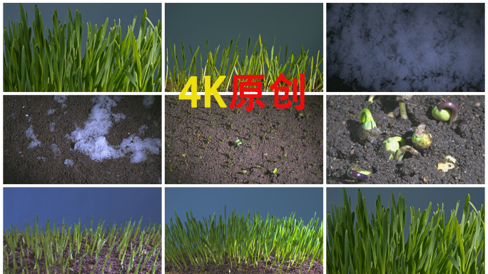4K种子发芽冰雪融化破土而出小麦生长延时