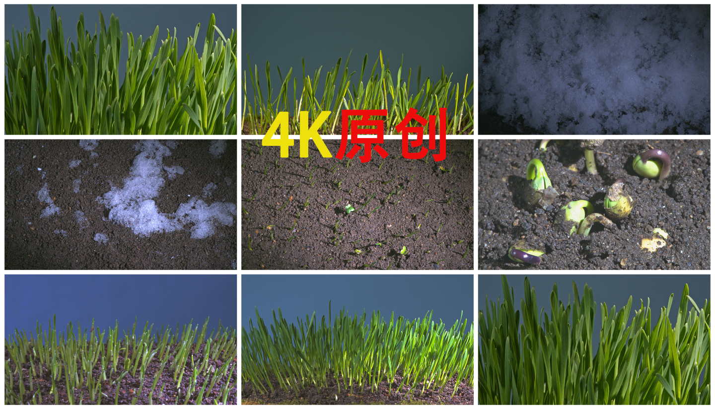 4K种子发芽冰雪融化破土而出小麦生长延时