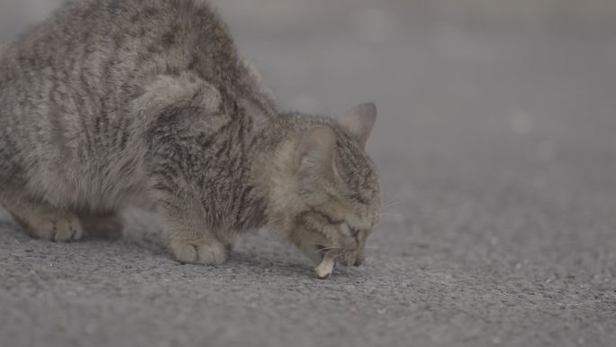 流浪猫吃骨头+未调色