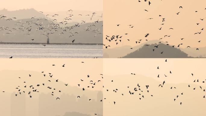 深圳湾群飞的红嘴鸥