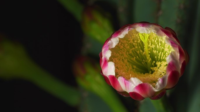 鲜花盛开延时 生命绽放 追求希望 4K