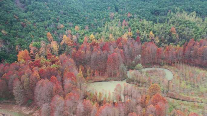 临海牛头山水库库区广营红杉林航拍视频