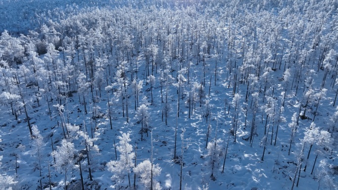 航拍林海雪原银色松林