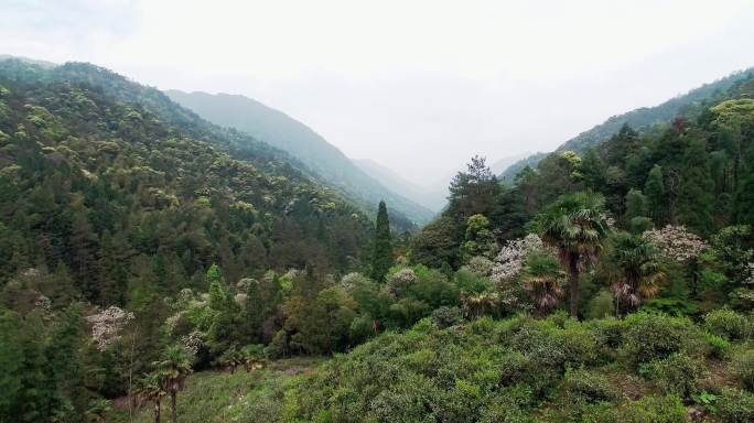 【4k高清】桐木关红茶正山小种金骏眉山场