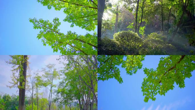 蓝天自然绿色树叶空镜头