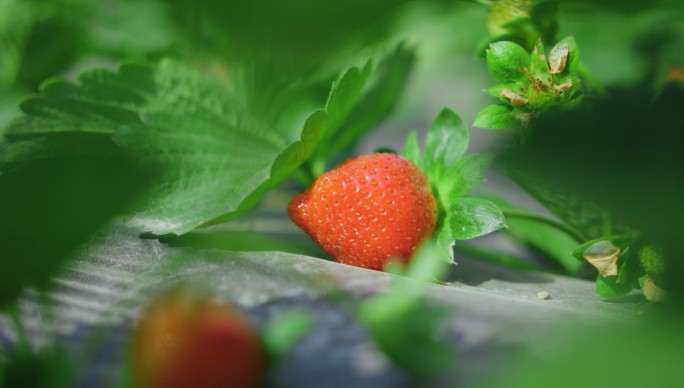 摘草莓农业乡村振兴草莓农家乐采摘园
