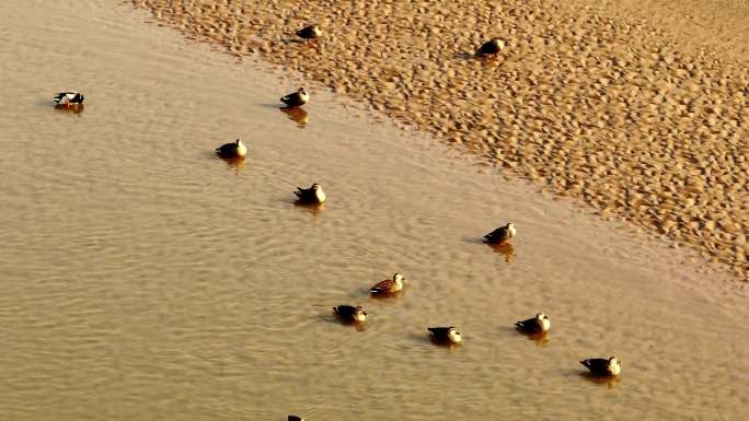 4k黄河湿地候鸟生态航拍