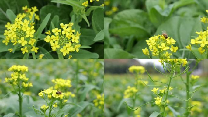 蜜蜂采蜜合集