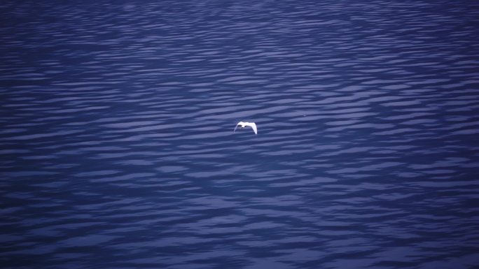 平静海面上的海鸥飞翔
