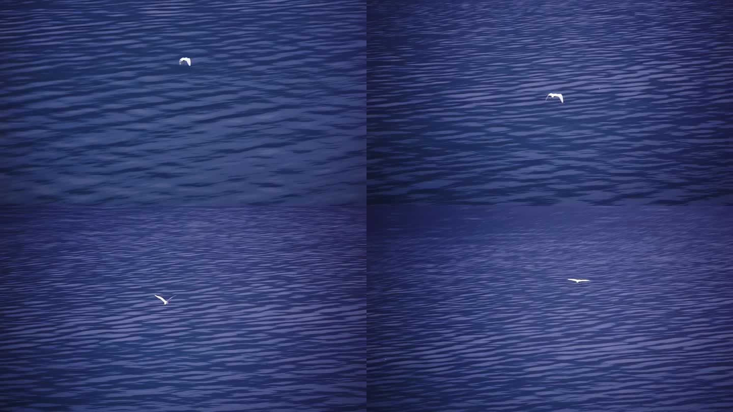 平静海面上的海鸥飞翔