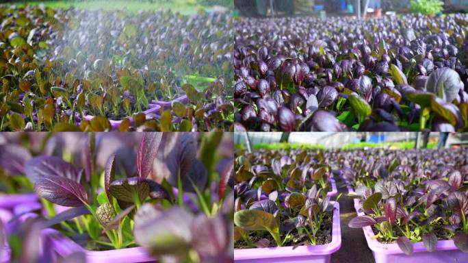 【4K】紫油菜 紫罗兰油菜  蔬菜浇水