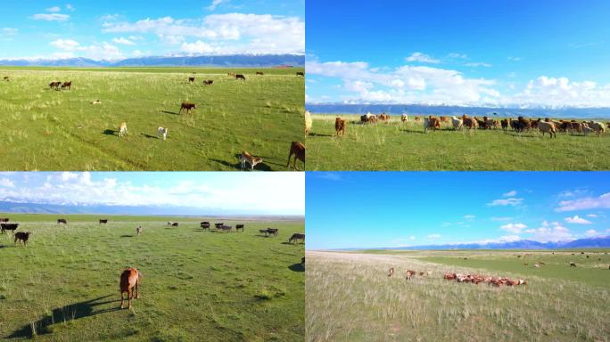 高清4K航拍新疆牛羊群