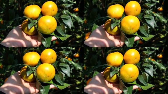 丰收的柑橘实拍