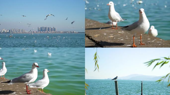 实拍云南昆明滇池海鸥-全景特写