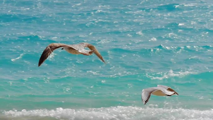 海鸥飞翔 追逐阳光大海 人生相携放飞自我