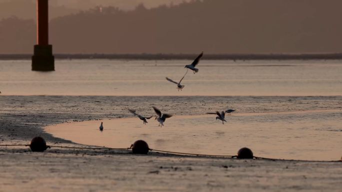 晨光中深圳湾的红嘴鸥