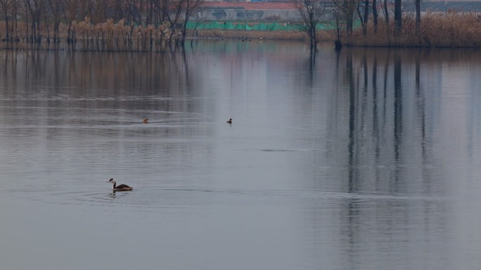 冬天早晨薄雾色笼罩的村庄湖泊水鸟