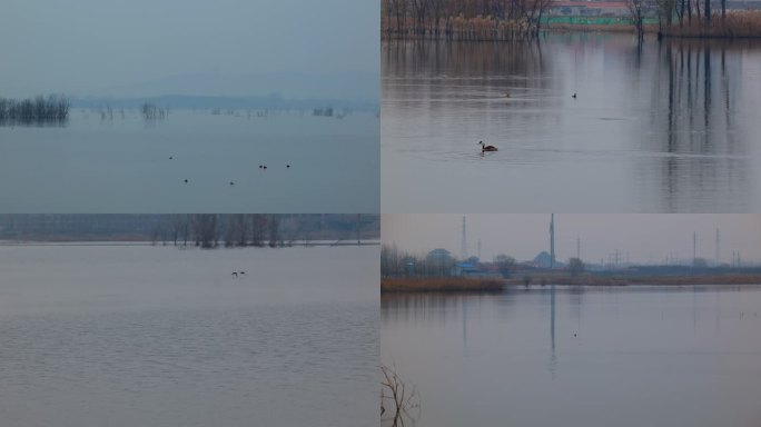 冬天早晨薄雾色笼罩的村庄湖泊水鸟