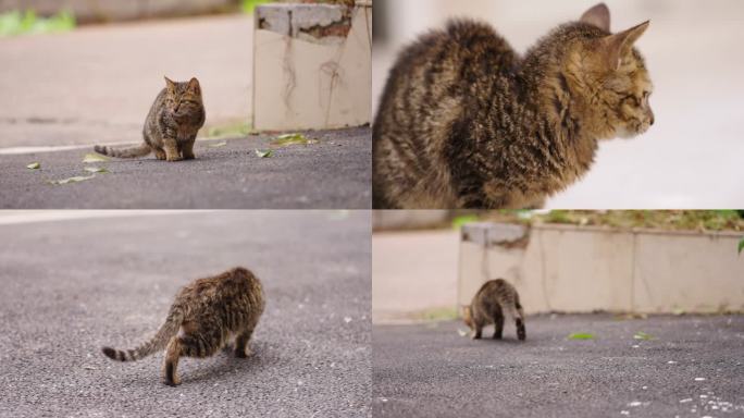 残疾的流浪猫+已调色