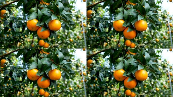 树上的柑橘实拍