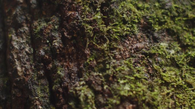 4K自然中植被中穿行的蚂蚁
