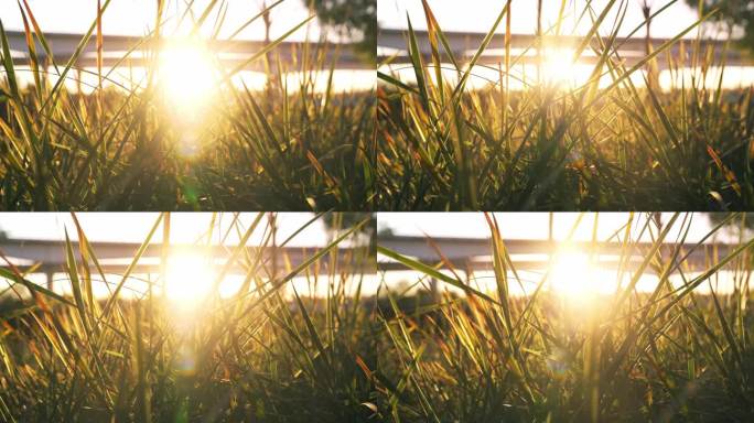 阳光穿过草地唯美空镜