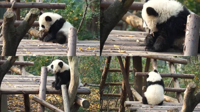 大熊猫 熊猫幼崽 成都大熊猫繁育基地