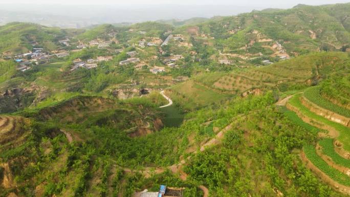 黄河畔古村落满山遍野的枣树滩枣林