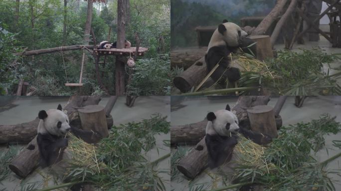 大熊猫繁殖基地