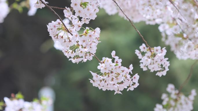 盛开的樱花