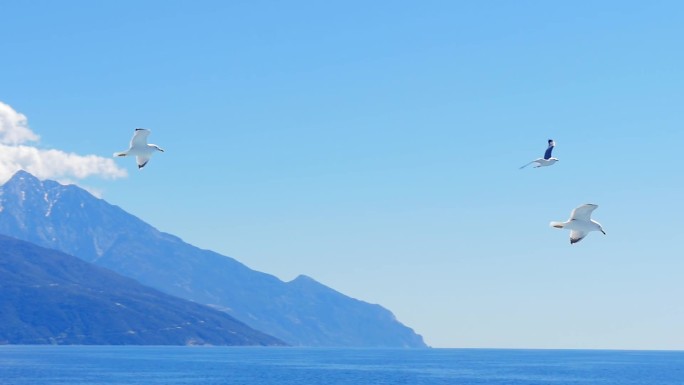 海鸥自由飞翔在大海蓝天 远方的追求