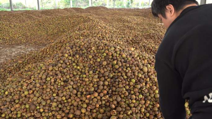 山茶籽 山茶油 茶油仔 茶油果筛选加工