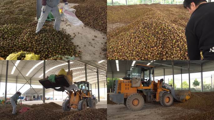 山茶籽 山茶油 茶油仔 茶油果筛选加工