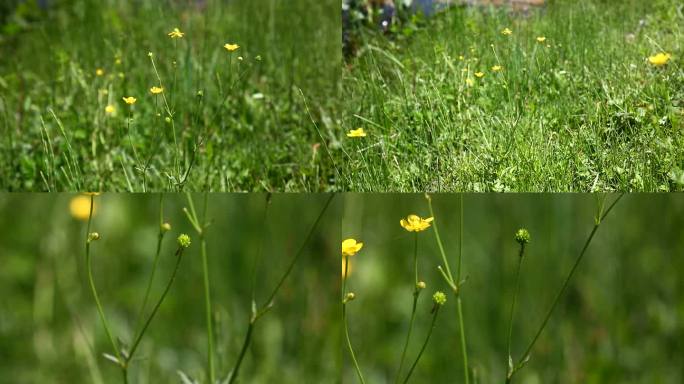 毛茛 花 叶 植株