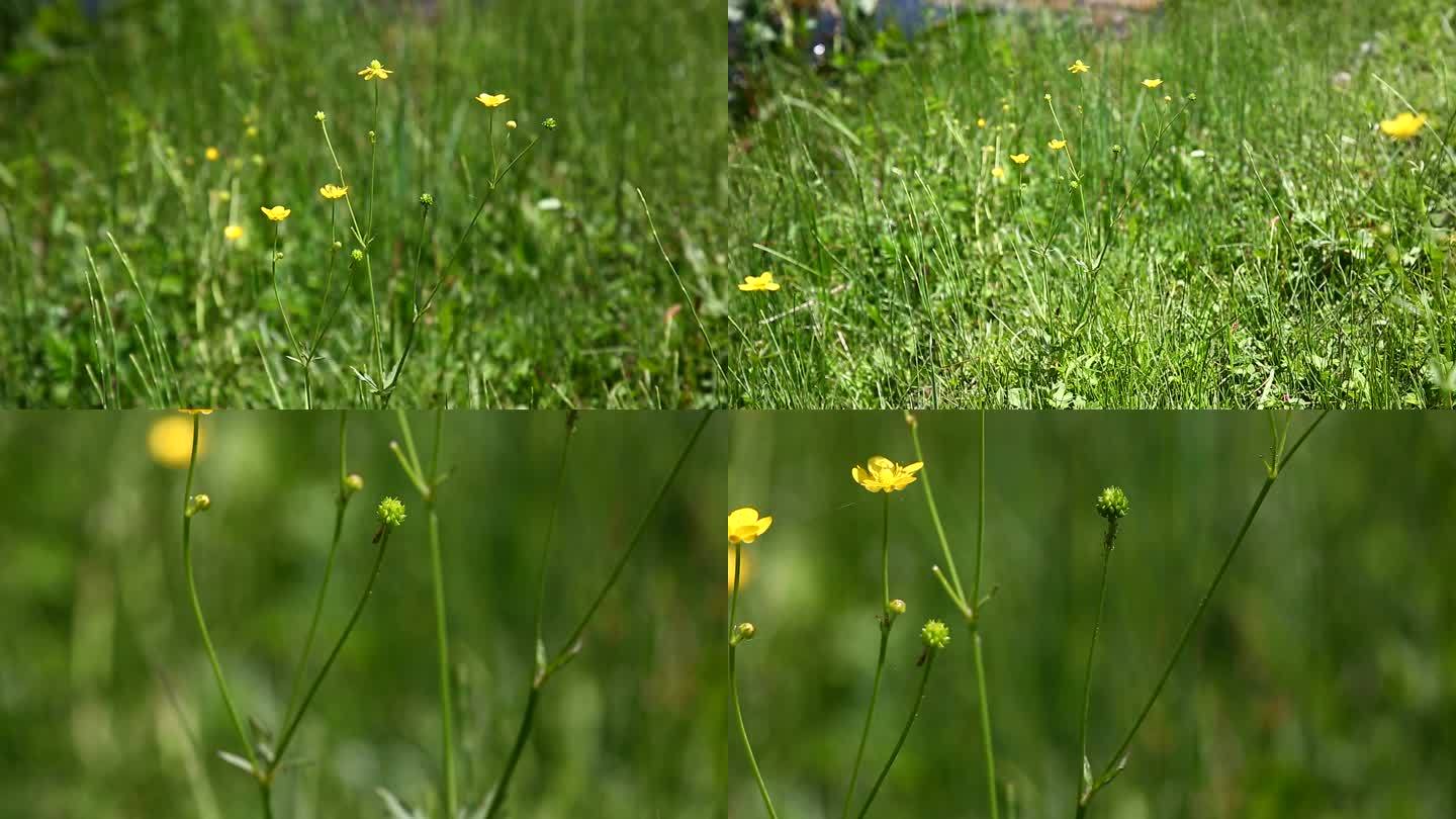 毛茛 花 叶 植株