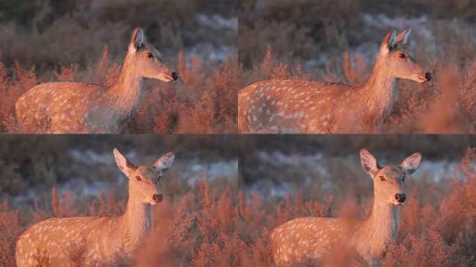 野生梅花鹿