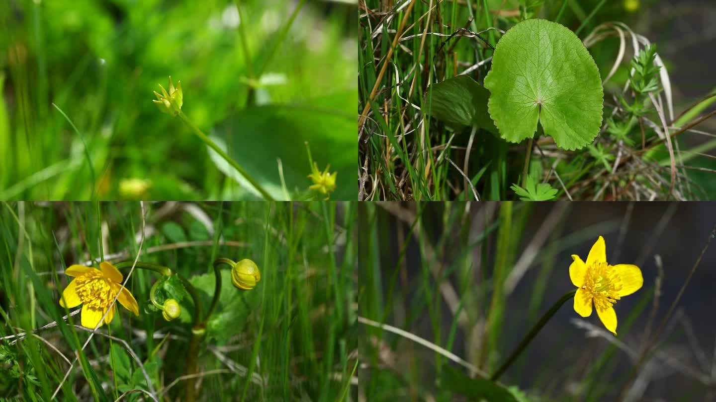 驴蹄草 毛茛科 花 叶 植株