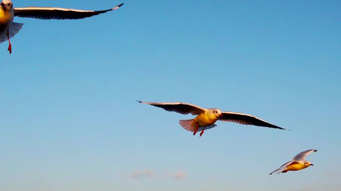 商用素材：额济纳旗居延海风光海鸥升格摄影