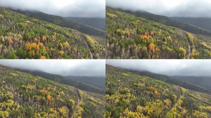 航拍秋季云雾缥缈的茂密山林