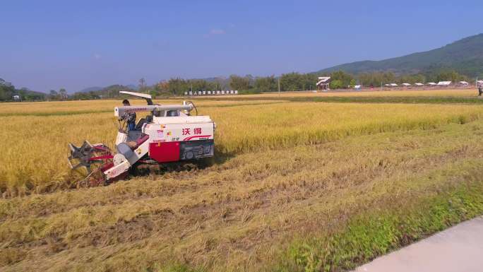 稻谷成熟机械化收割 农村现代化种植