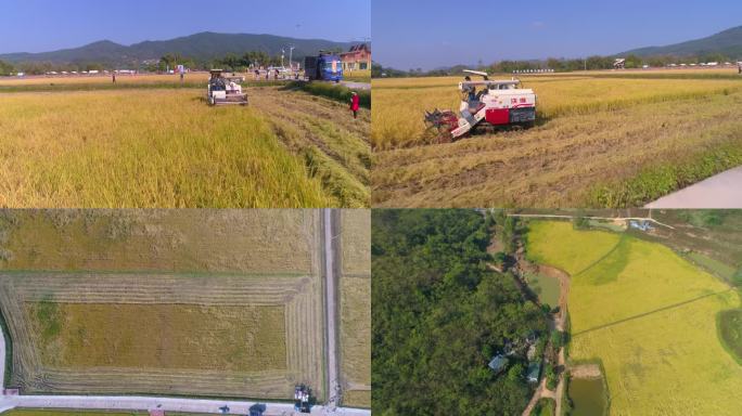 稻谷成熟机械化收割 农村现代化种植