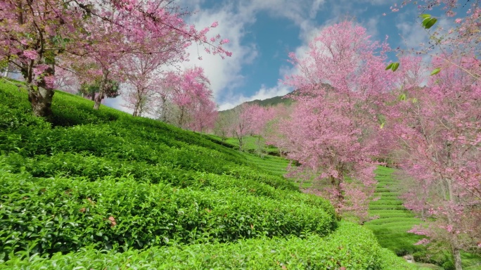 【5K】大理无量山冬樱花，无量山茶叶种植