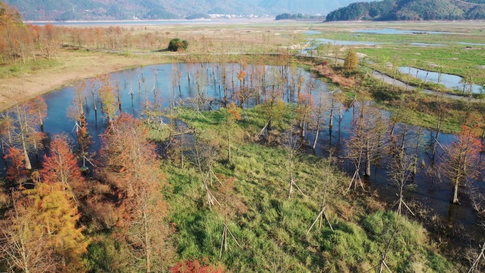 长潭水库红杉