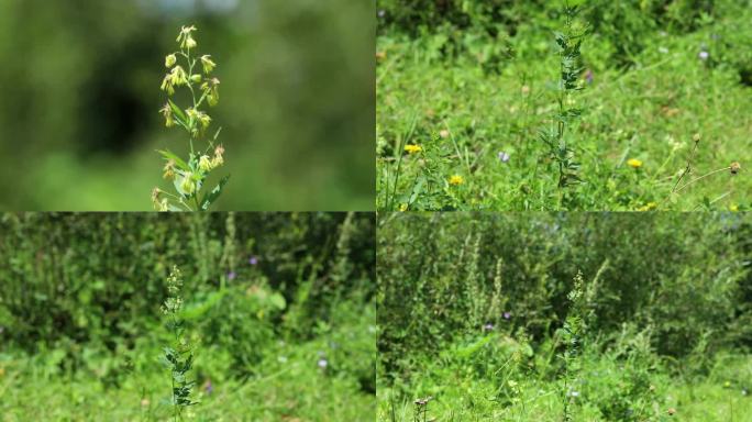 箭头唐松草 花 叶 植株